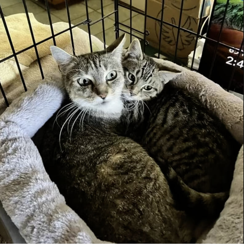 AdoptRescueCats's tweet photo. Adopt Lady in #CastroValley, CA!  Courtesy Post for Angus &amp; Friends Cat Rescue.  More info at https://t.co/yZBl7i79th
#adoptdontshop #BayArea #cats https://t.co/W6d5rXTJ4q