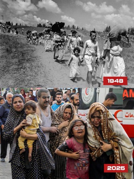 Naila Ayad🇵🇸 tweet media