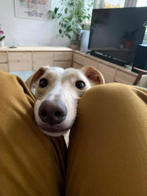 Lurcher SOS 🐾🐾 tweet media