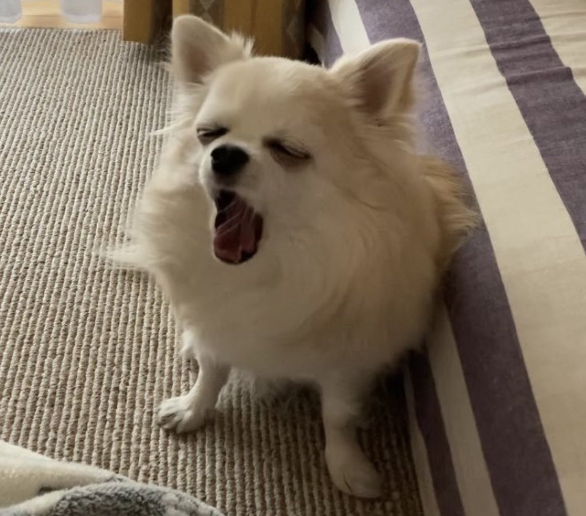 くぅちゃん商品です くぅちゃん🐶💜