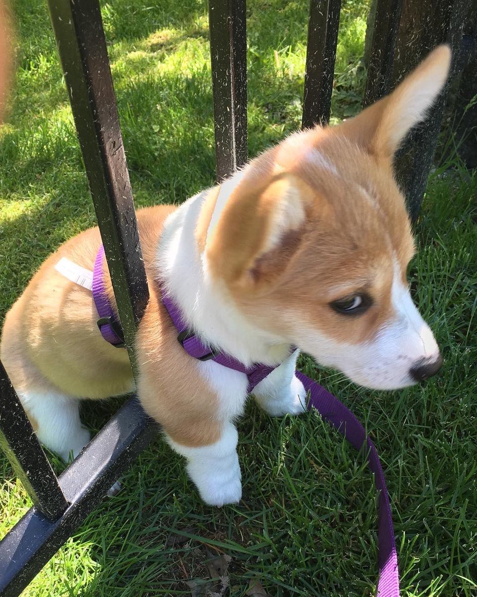 Here's a pup who seems to be on the fence about something haha no but seriously someone help her. 13/10