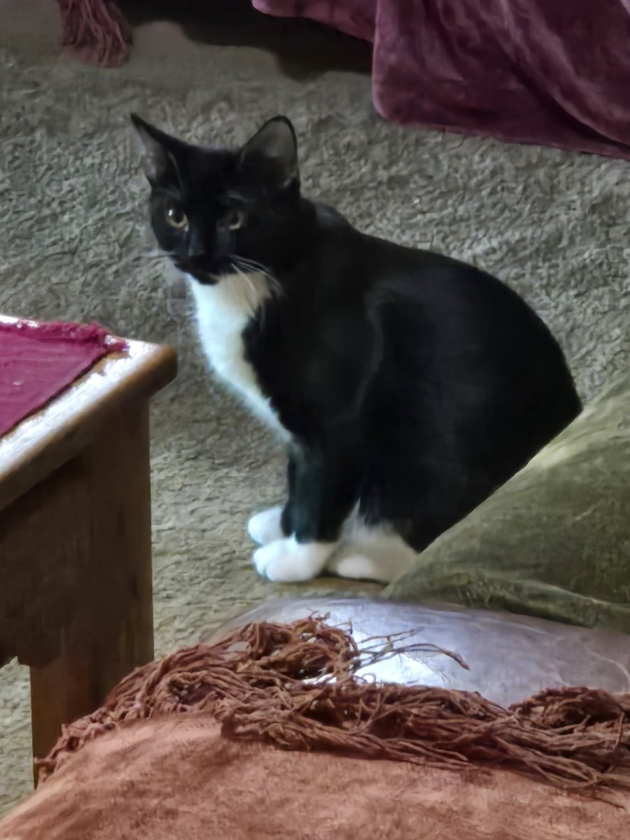 The_One_Peter's tweet photo. @SuperSisi My cat Penny https://t.co/DcfUXeKYNZ