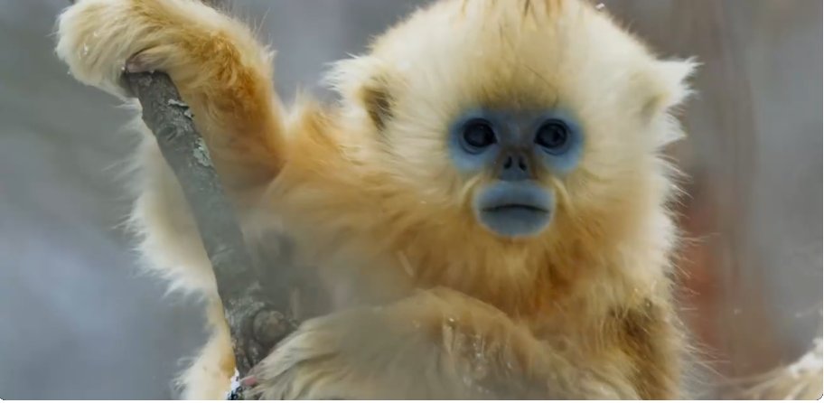 Andy_Robus's tweet photo. me last week "Oh no, not another bloomin David Attenborough documentary on TV!" ... me last night - absolutely riveted Glued to the telly watching David Attenborough's 'Seven Worlds One Planet' episode! https://t.co/69tGw8blff