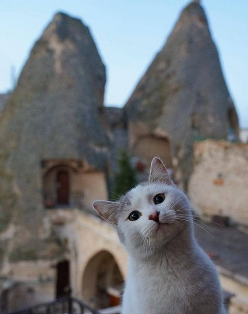 DavluMev's tweet photo. 📸Kapadokya'da bir kedi. https://t.co/8BFSdagGRS