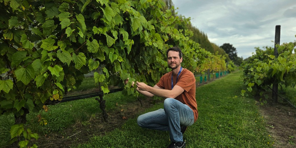 New Zealand Wine tweet media