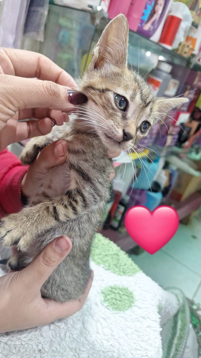 Koa La Nde Michi 😺😸😽😼😻 tweet media