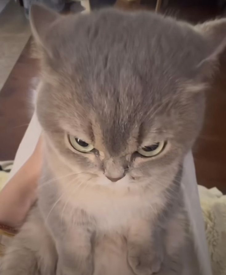Taemin as cats 🐈 tweet media