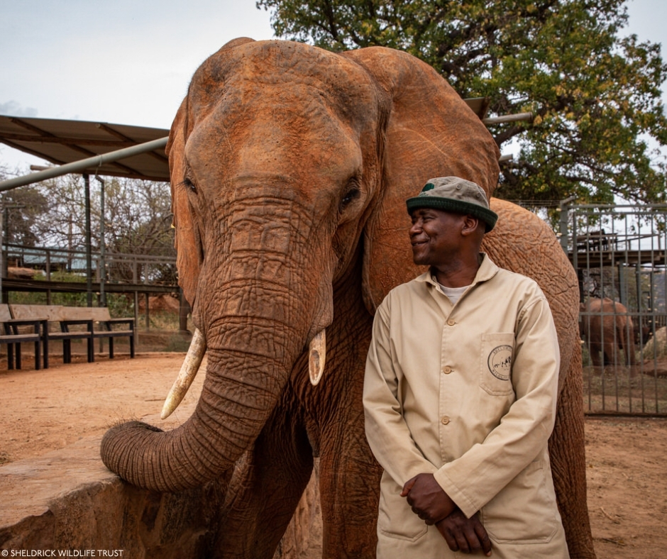 Sheldrick Wildlife Trust tweet media