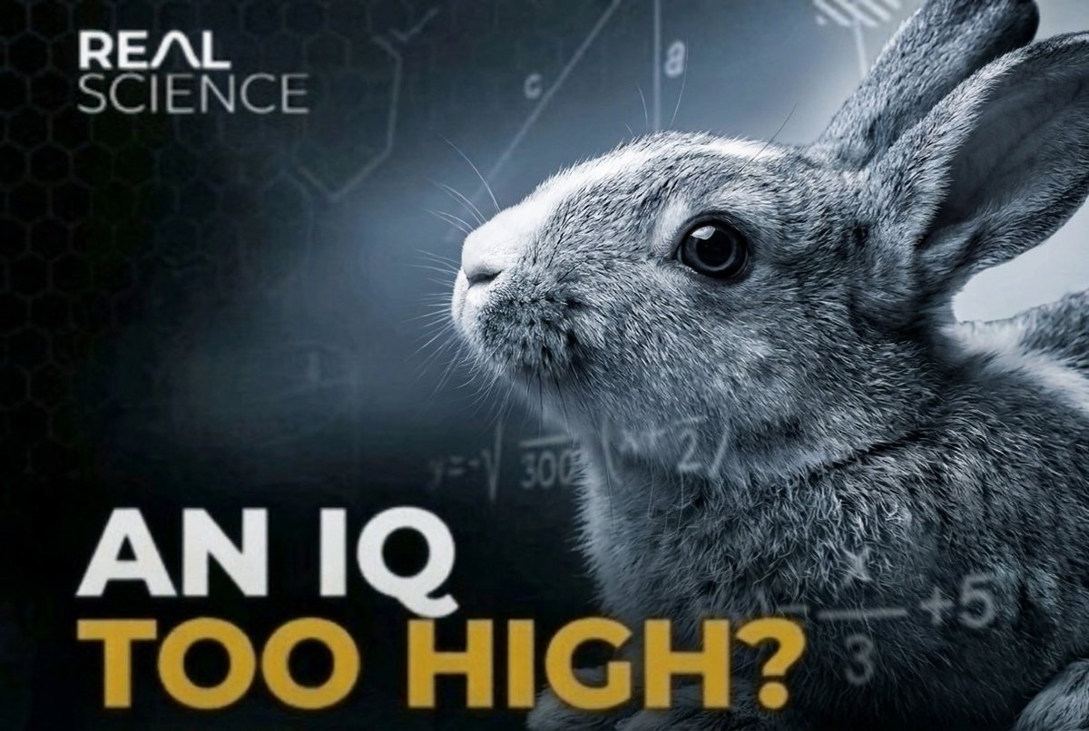 Why bunnies are better than humans tweet media