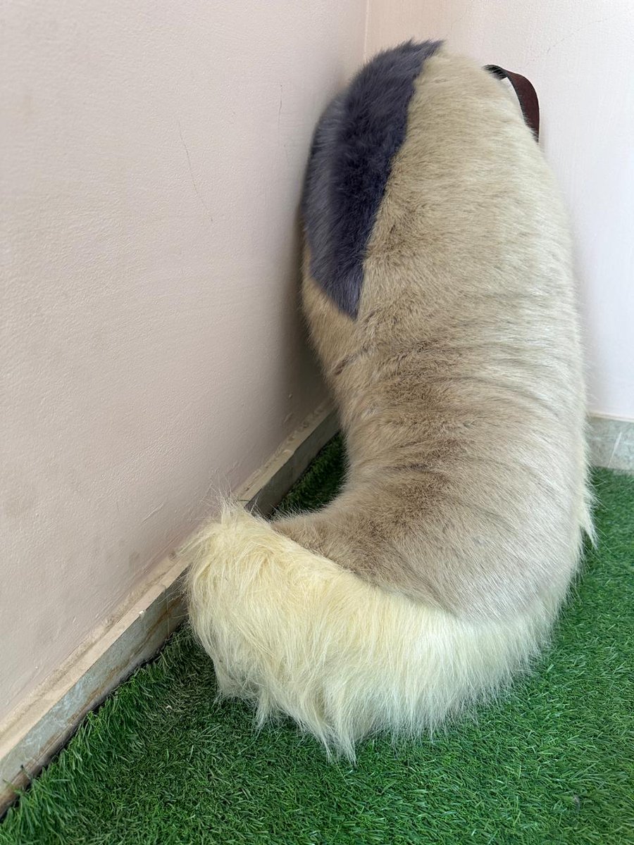 munchkin_tails's tweet photo. Tail from one of the fursuit projects we recently completed!!
#fursuit #tailcommission #fullfursuit #munchkinstudios #fursuiter #furry #furryfandom #furryfriday #fursuitfriday https://t.co/BhHQjw3nkJ
