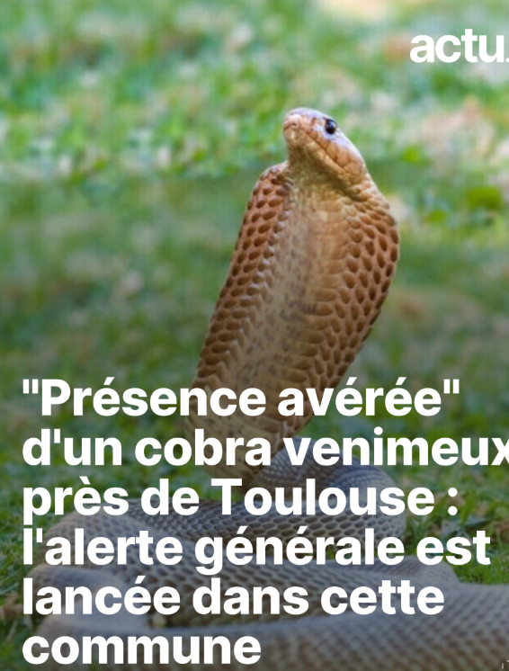 Actu Toulouse tweet media