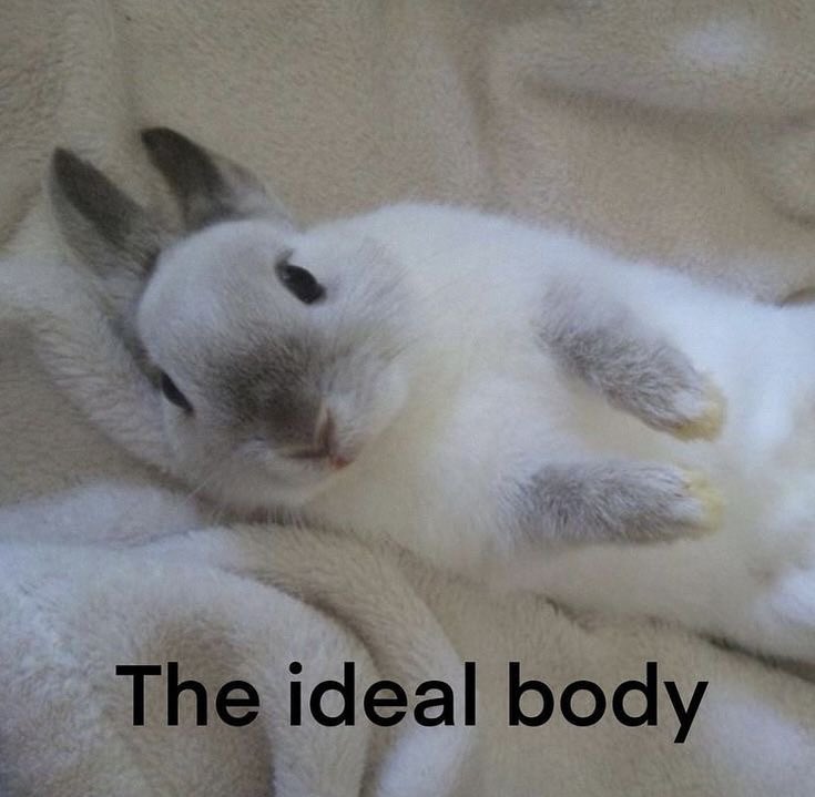 🌸 квітонька 🐇 🇺🇦 tweet media