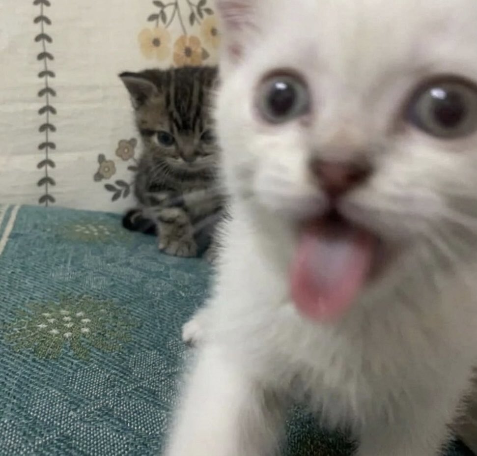 cat memes tweet media