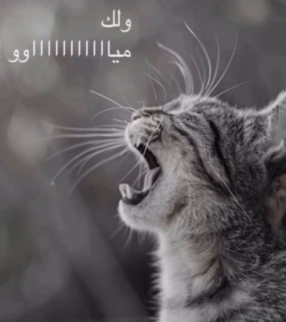 ِ tweet media