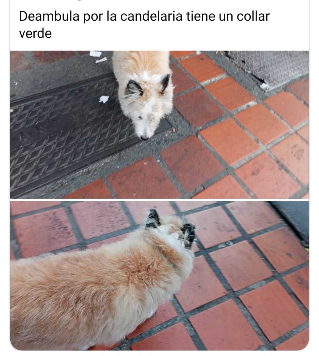 Bárbara Castillo Donate tweet media