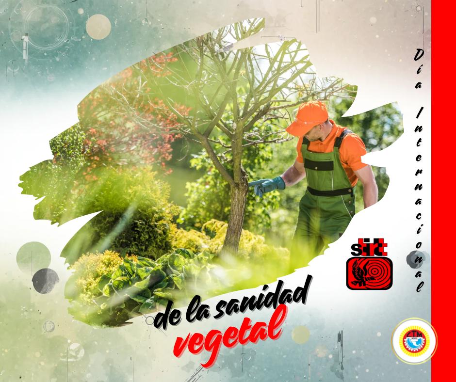 STIRTT TOLUCA tweet media