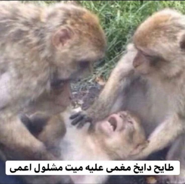 naSer tweet media