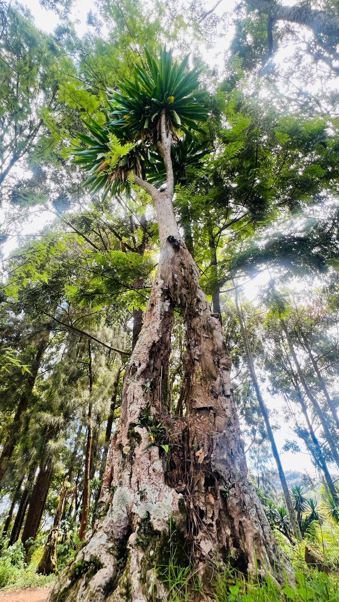 LegacyTreeRw's tweet photo. We sincerely thank all partners, communities, and collaborators supporting this important initiative. Your cooperation is helping preserve Rwanda’s natural and cultural heritage for future generations. https://t.co/DlP2XI2PVx