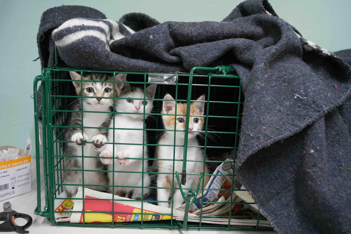 Network For Animals 🐾 tweet media