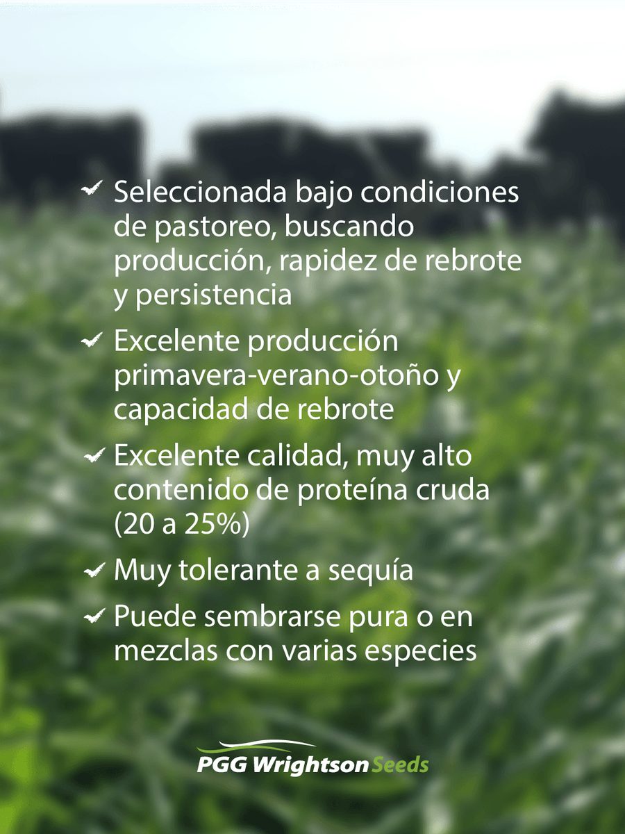 PGGWrightson_UY's tweet photo. Achicoria Puna II 🌱
Producción, rebrote y calidad en equilibrio.

✔ 20–25% proteína
✔ Alta tolerancia a sequía
✔ Versátil en mezclas o pura

Una especie que suma en todo el sistema. https://t.co/sudCZ0WAYS