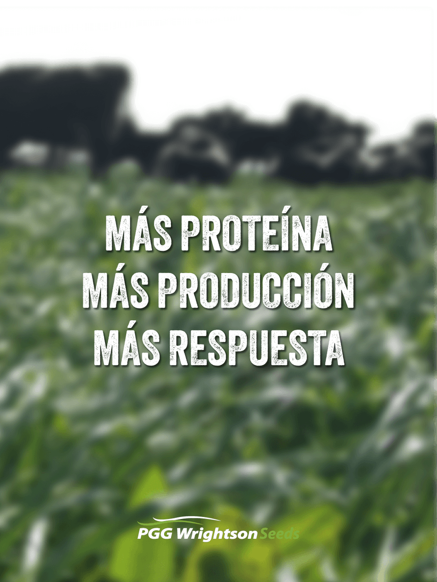 PGGWrightson_UY's tweet photo. Achicoria Puna II 🌱
Producción, rebrote y calidad en equilibrio.

✔ 20–25% proteína
✔ Alta tolerancia a sequía
✔ Versátil en mezclas o pura

Una especie que suma en todo el sistema. https://t.co/sudCZ0WAYS