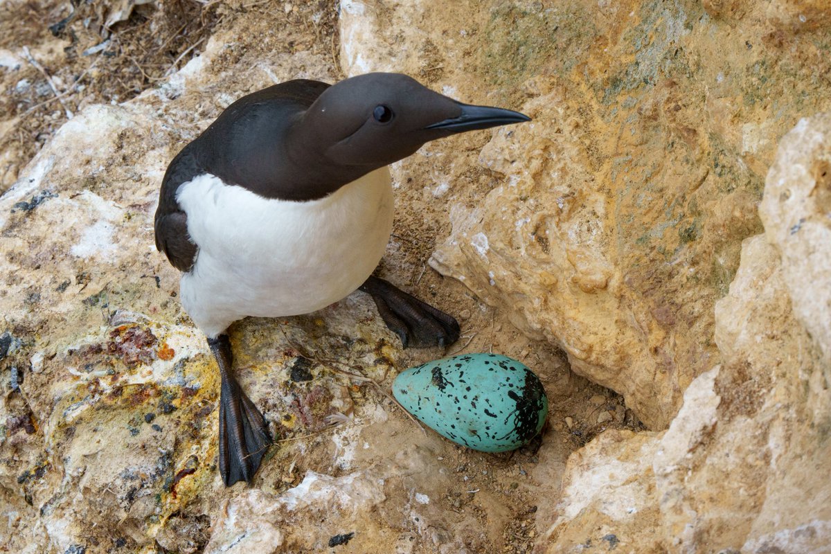 NestingUpNorth's tweet photo. #Guillemots and #Razorbill nest sites on a crumbling sea cliff.
Located with @BirderSouth. https://t.co/UGzdJ41Wxm