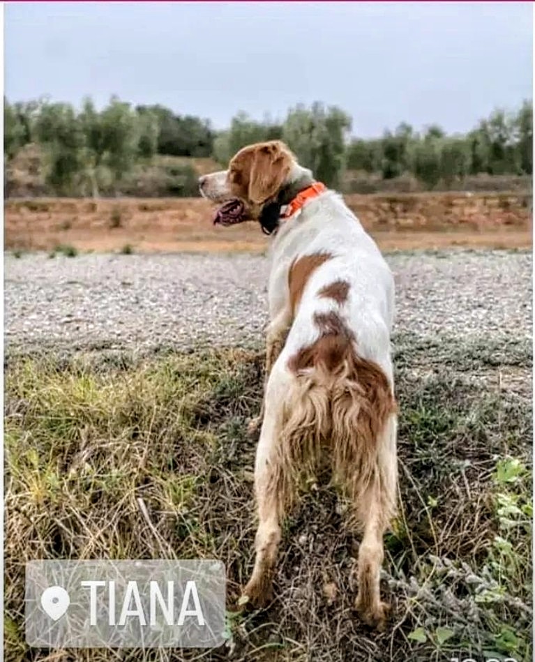Àrees de Gossos Badalona tweet media