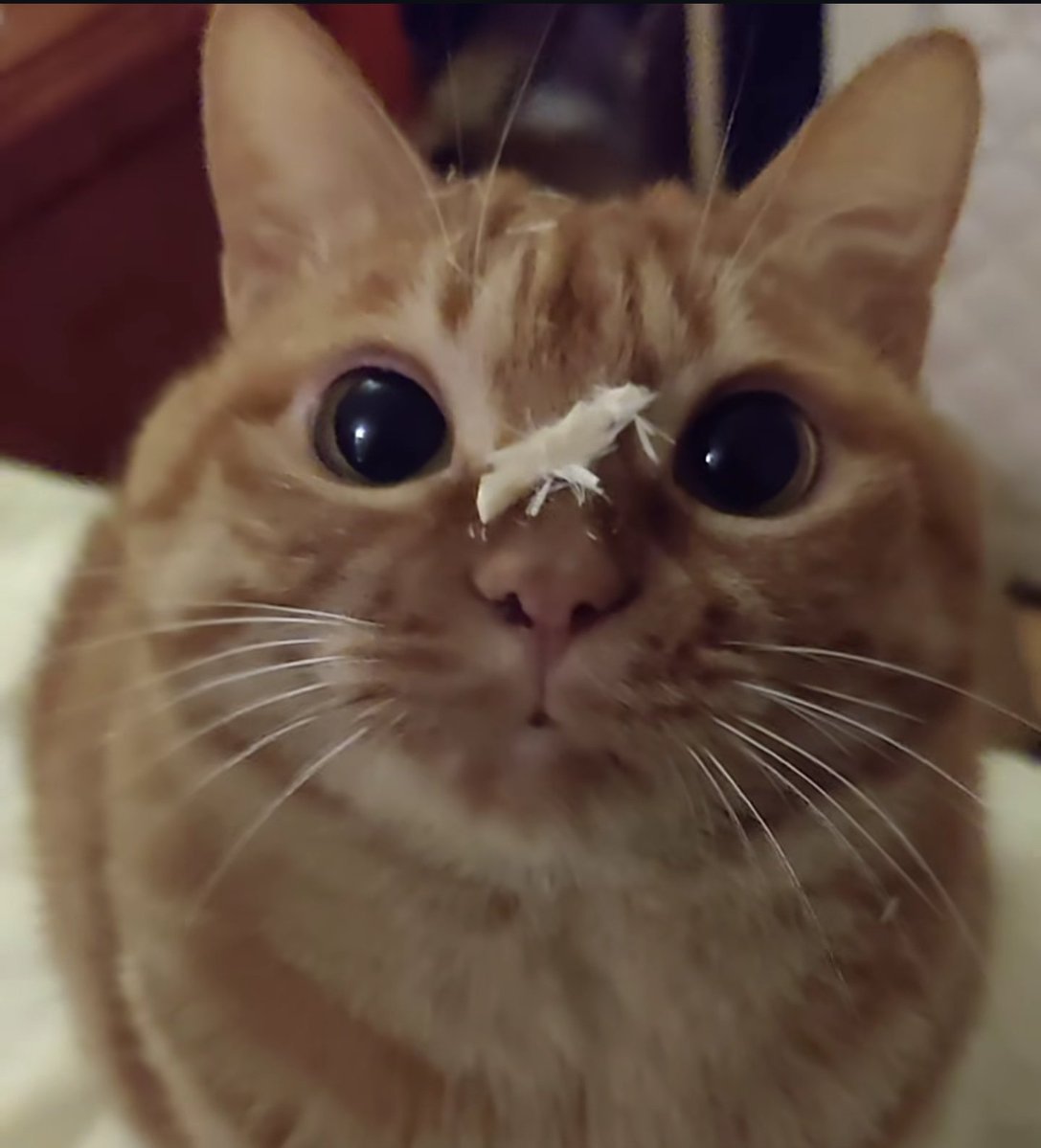 The Flying Cat (Pizza Majstor u BIH 🇧🇦) tweet media