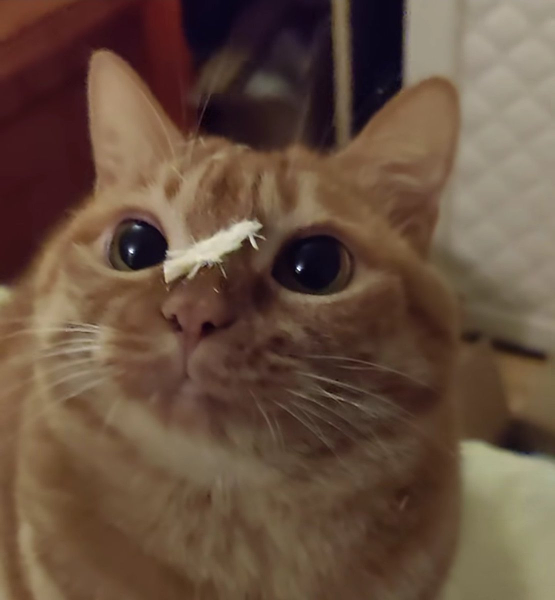 The Flying Cat (Pizza Majstor u BIH 🇧🇦) tweet media