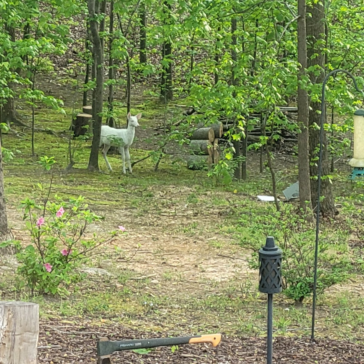 SudhoffRyan's tweet photo. @BowTiedBroke We've been able to watch her grow over the past year or so. Havent seen her in a few weeks, hoping its because she doesnt have to come so close to feed since everything has bloomed. https://t.co/J7IH4cLmXC