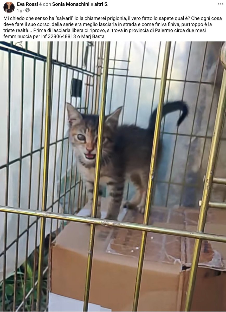 unonlus's tweet photo. PALERMO: #cercafamiglia questa dolcissima #cucciola tigratina di 2 mesi! 🐾
​Ora è sola in un kennel, ha bisogno di amore, giochi e fusa. Si affida vaccinata e sverminata previo iter adottivo. 
🆘️🆘️🙏🏻🙏🏻
​Per info WhatsApp:
📞 3280648813
📞 3278169412
​#marj https://t.co/TD7D6rvGCR