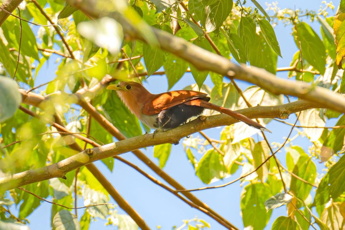 Veeduría recursos naturales en Jericó tweet media