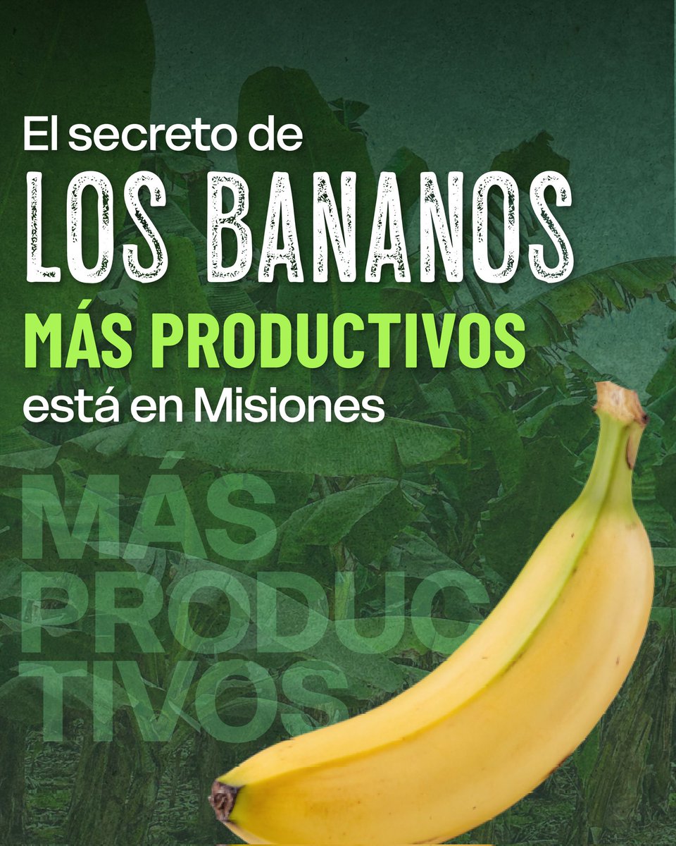 gobmisiones's tweet photo. Producir más y mejor, con ciencia aplicada. 🍌

🔬👩🏼‍🔬 En la @BiofabricaMnes, la producción de bananos mediante biotecnología permite obtener plantas sanas, uniformes y de alta calidad, listas para abastecer la demanda dentro y fuera de la provincia con eficiencia productiva. https://t.co/npVQpelS2y