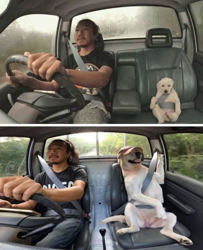 Best in Dogs tweet media