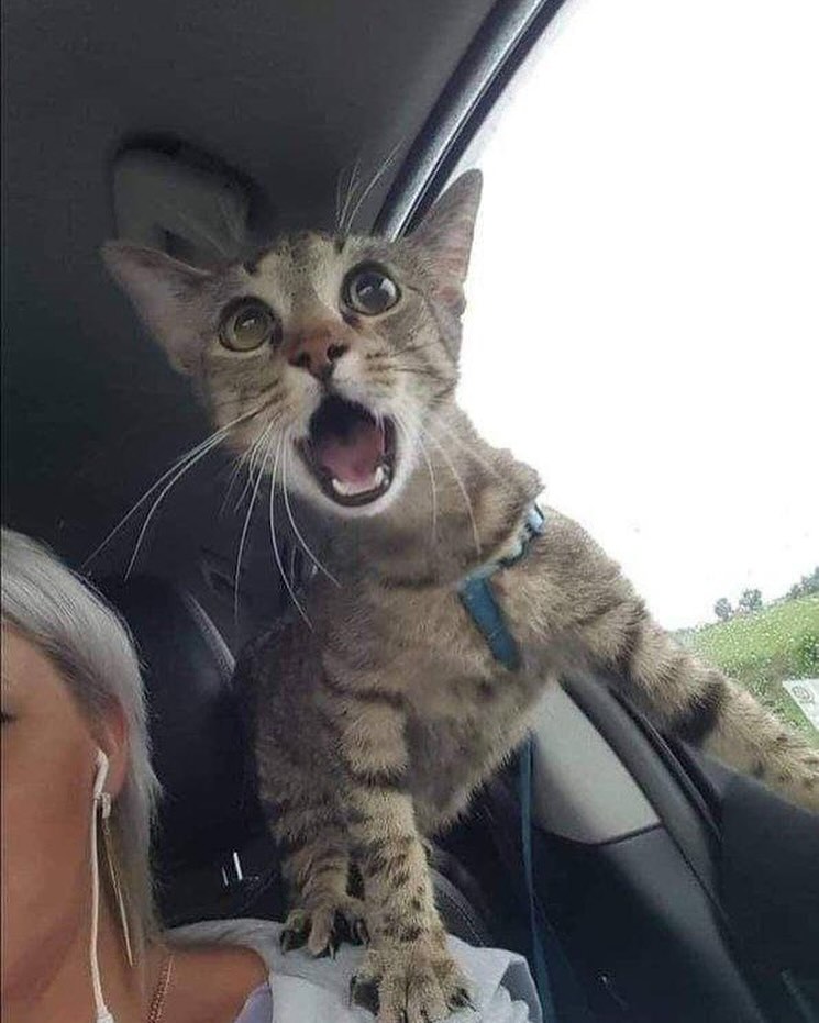 Punch Cat tweet media