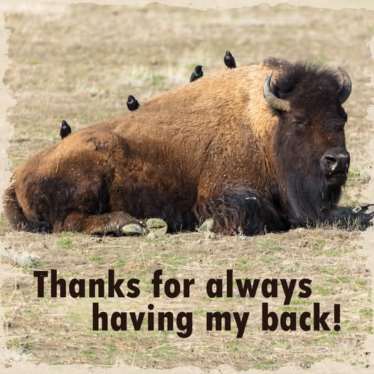 BuffaloRon tweet media