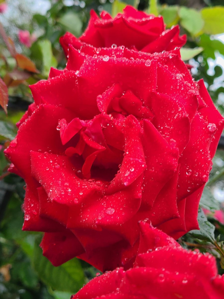 水滴に包まれる赤いバラ🌹