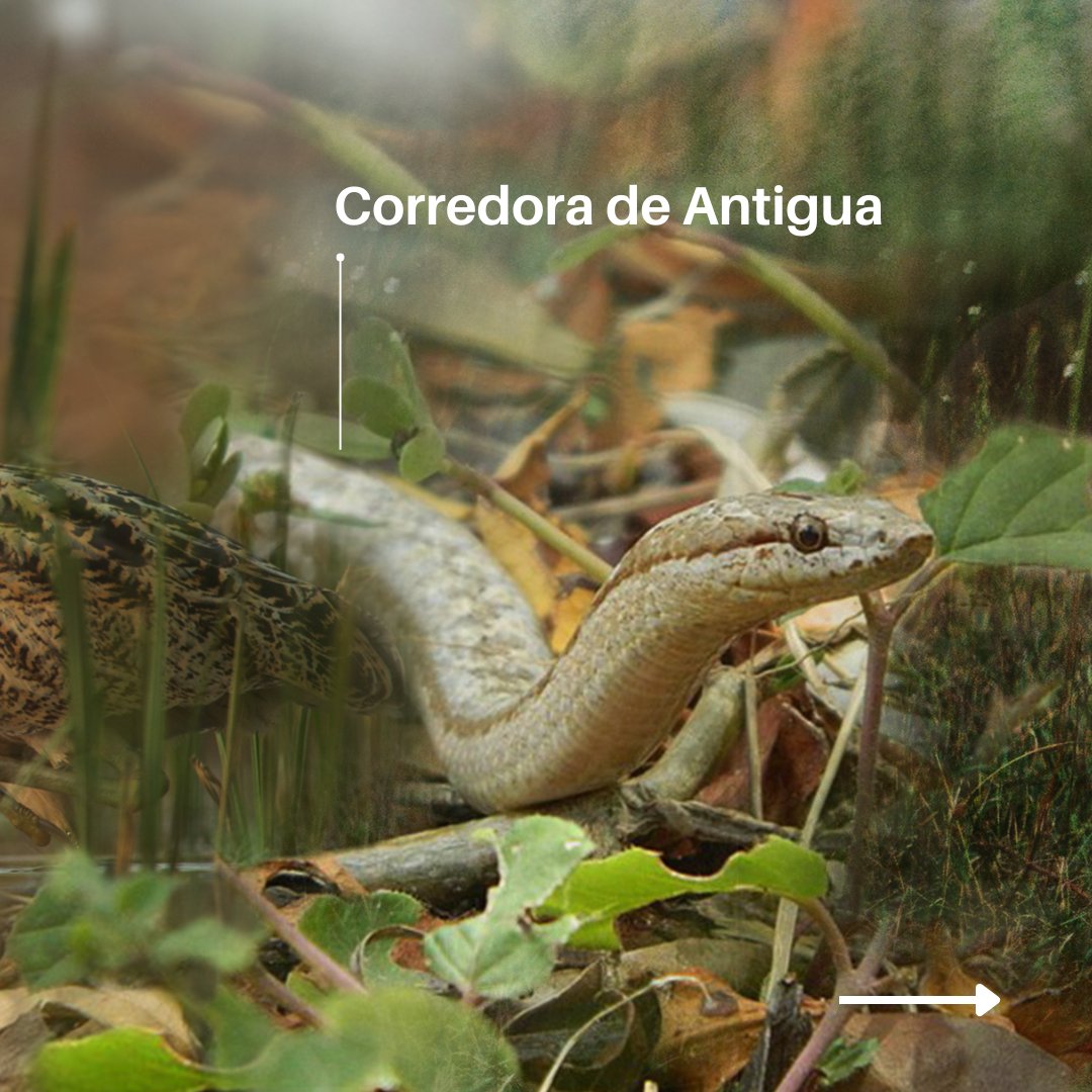 Programa ONU Medio Ambiente tweet media