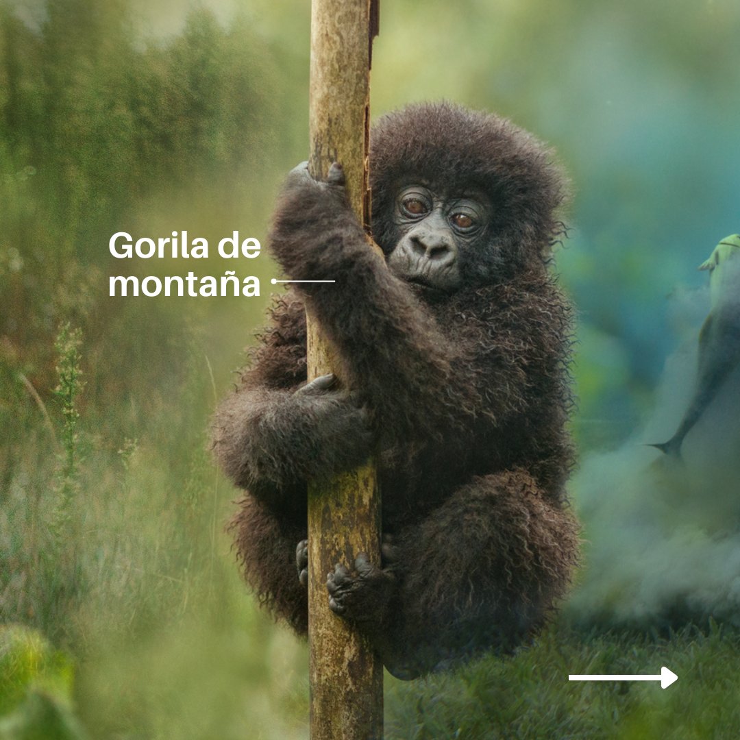 Programa ONU Medio Ambiente tweet media