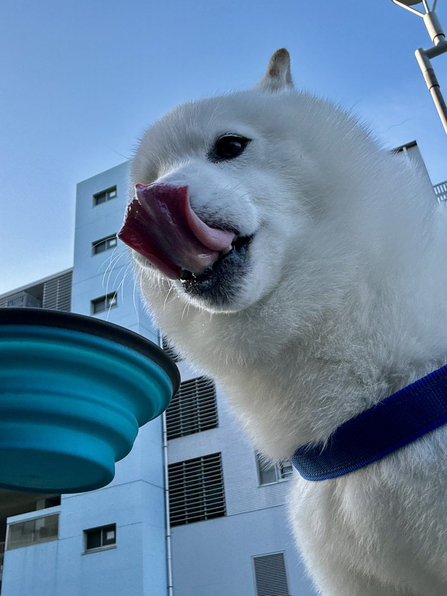 柴犬ラッテ tweet media