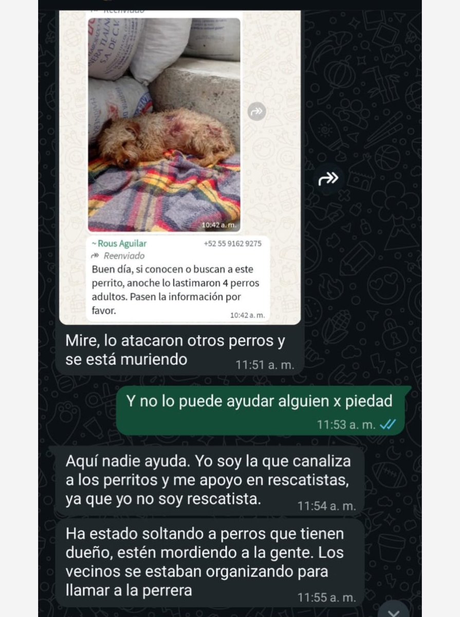 Firulais a salvo tweet media