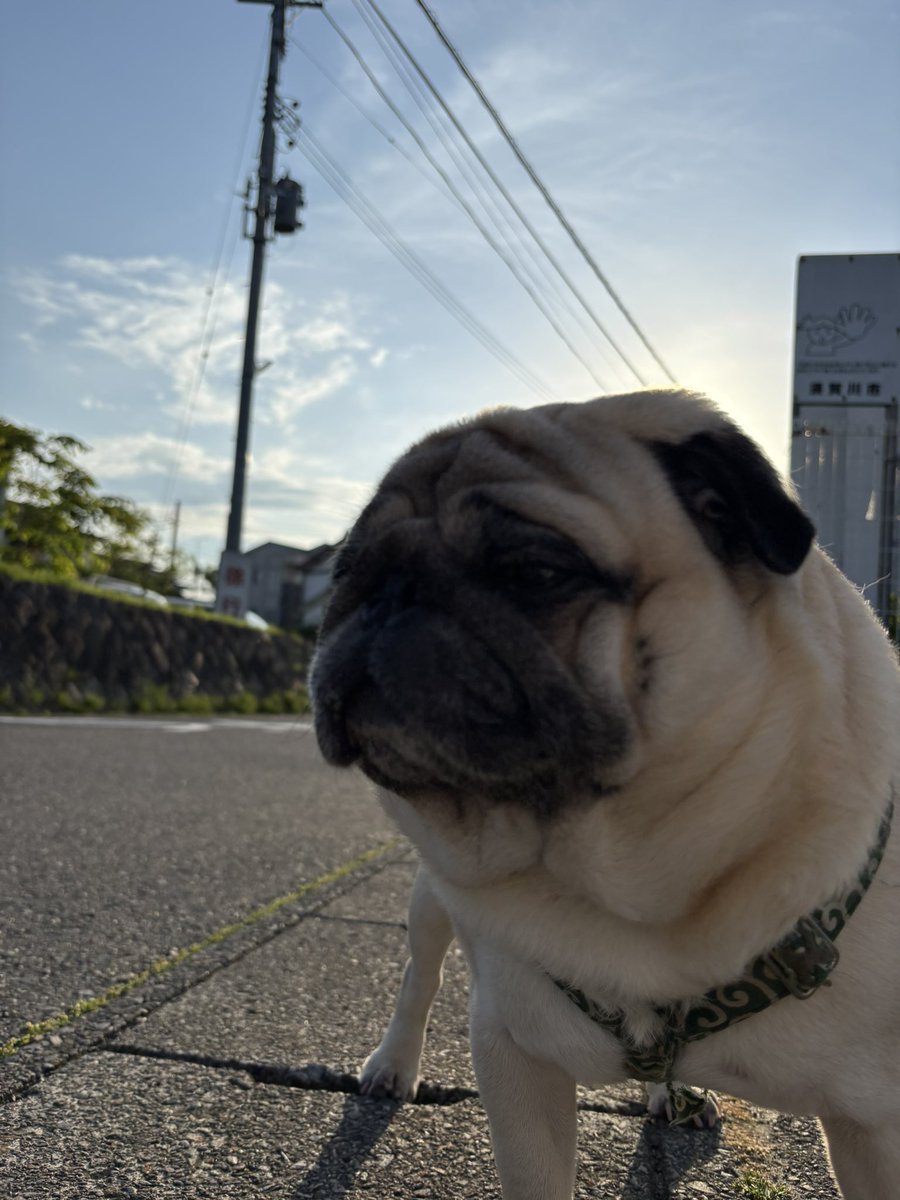 🇯🇵望月会 特効隊長 関根(パグおじさん) tweet media
