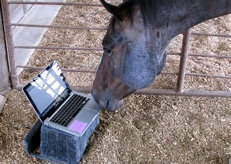 horse tweet media