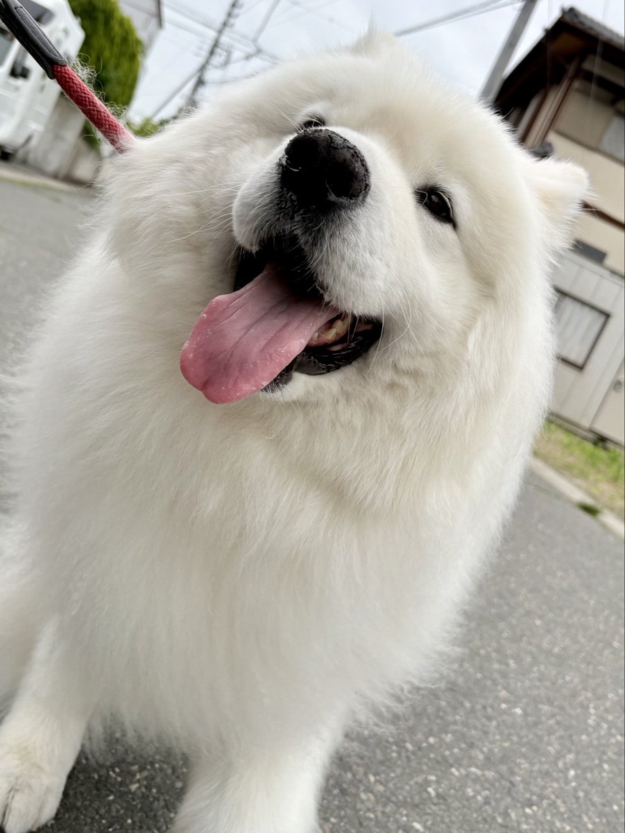 サモエドのサニー (@samoyedsunny) / Posts / X