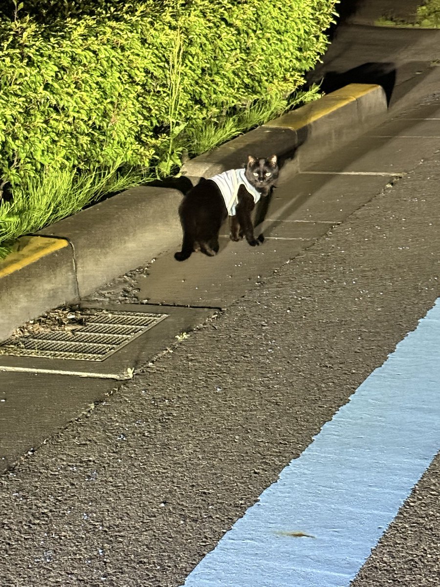 たかぼんこ tweet media