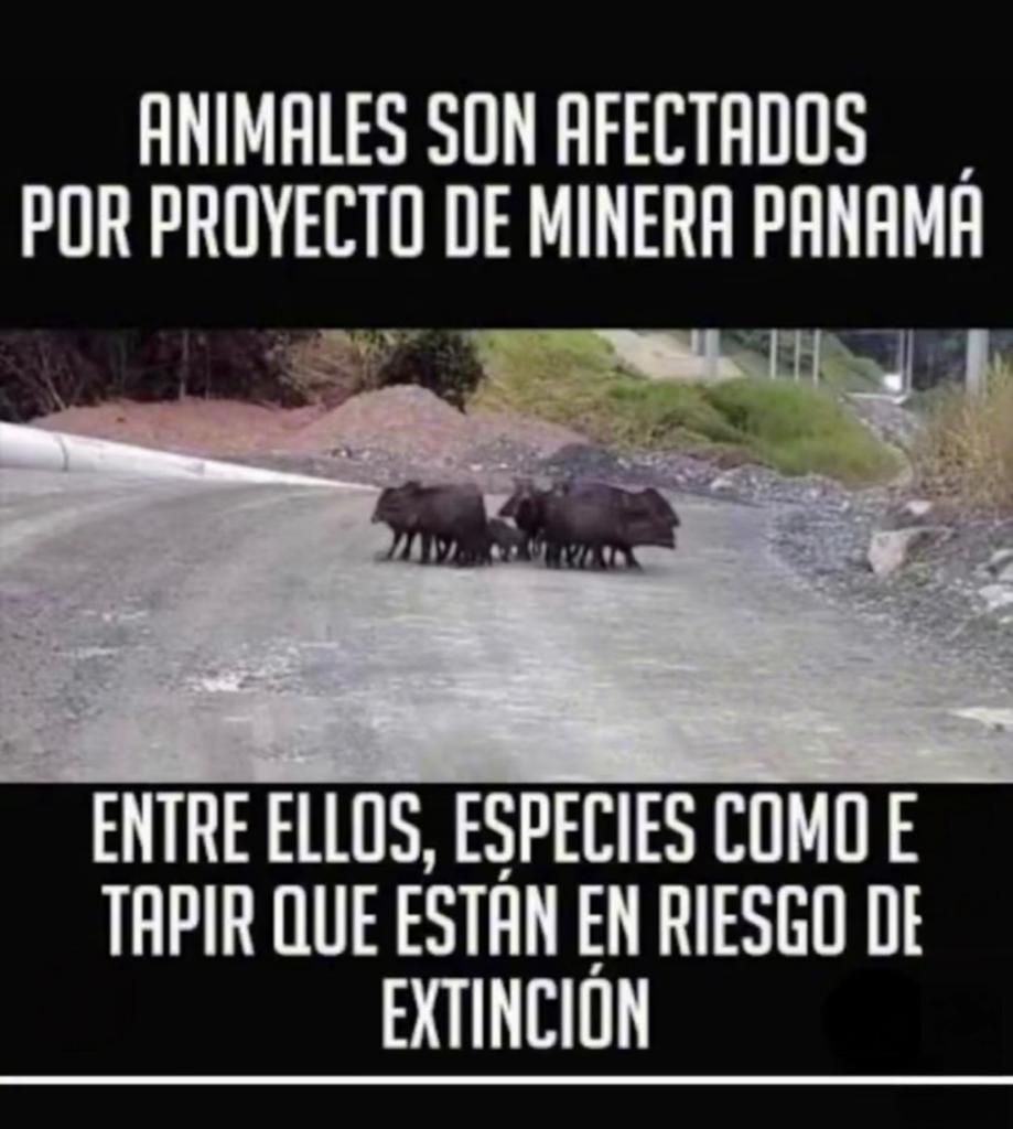 Jose Escudero 🇵🇦 tweet media