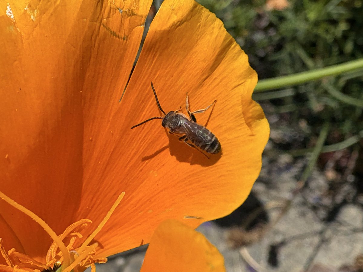 sfbaybees's tweet photo. Notable lunchtime bee observation of the day: my first male Halictus tripartitus of the year. The previous earliest were on May 25th last year. [Alameda, CA 5-12-26] #bees #nativebees https://t.co/LhzvZ36ZPJ
