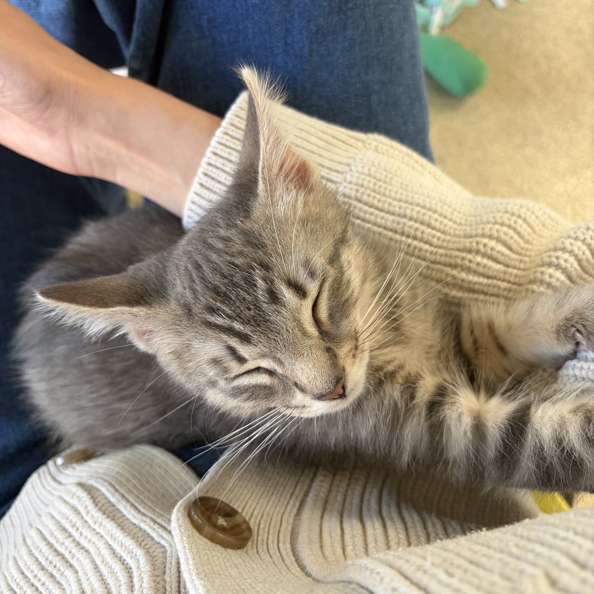 Tree House Humane Society tweet media