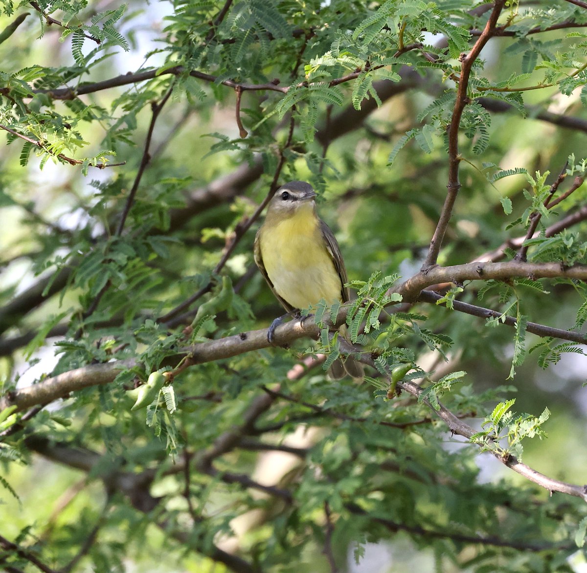 TexasBirder tweet media