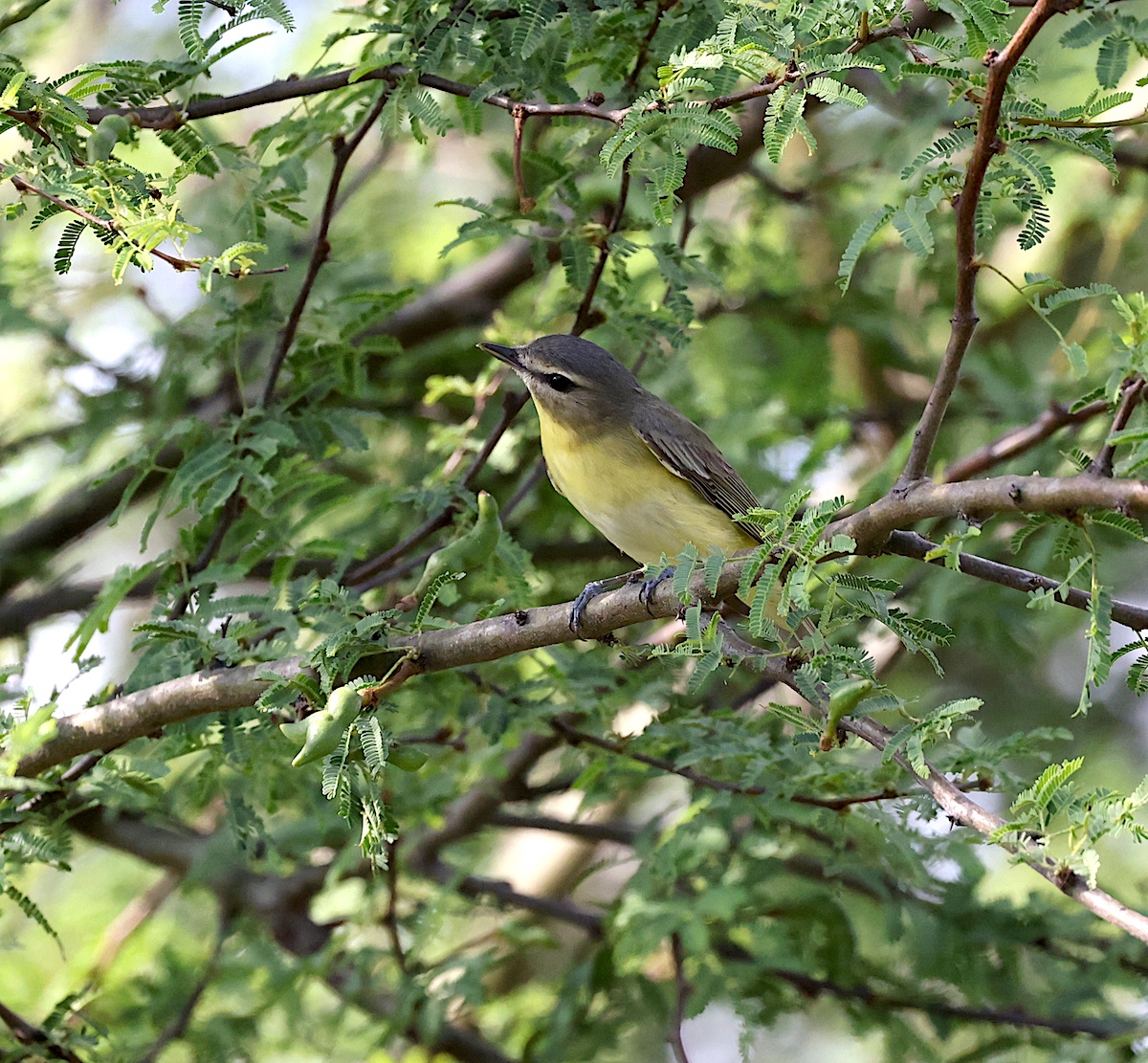 TexasBirder tweet media